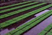 Rice seedlings