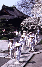 Henro and cherry trees