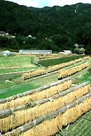 Rice drying in field