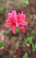 Wild Azalea