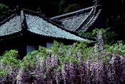 Wisteria at Temple 11