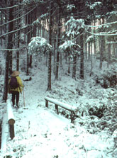 Walking in the snow