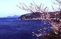 Cherry trees and the sea